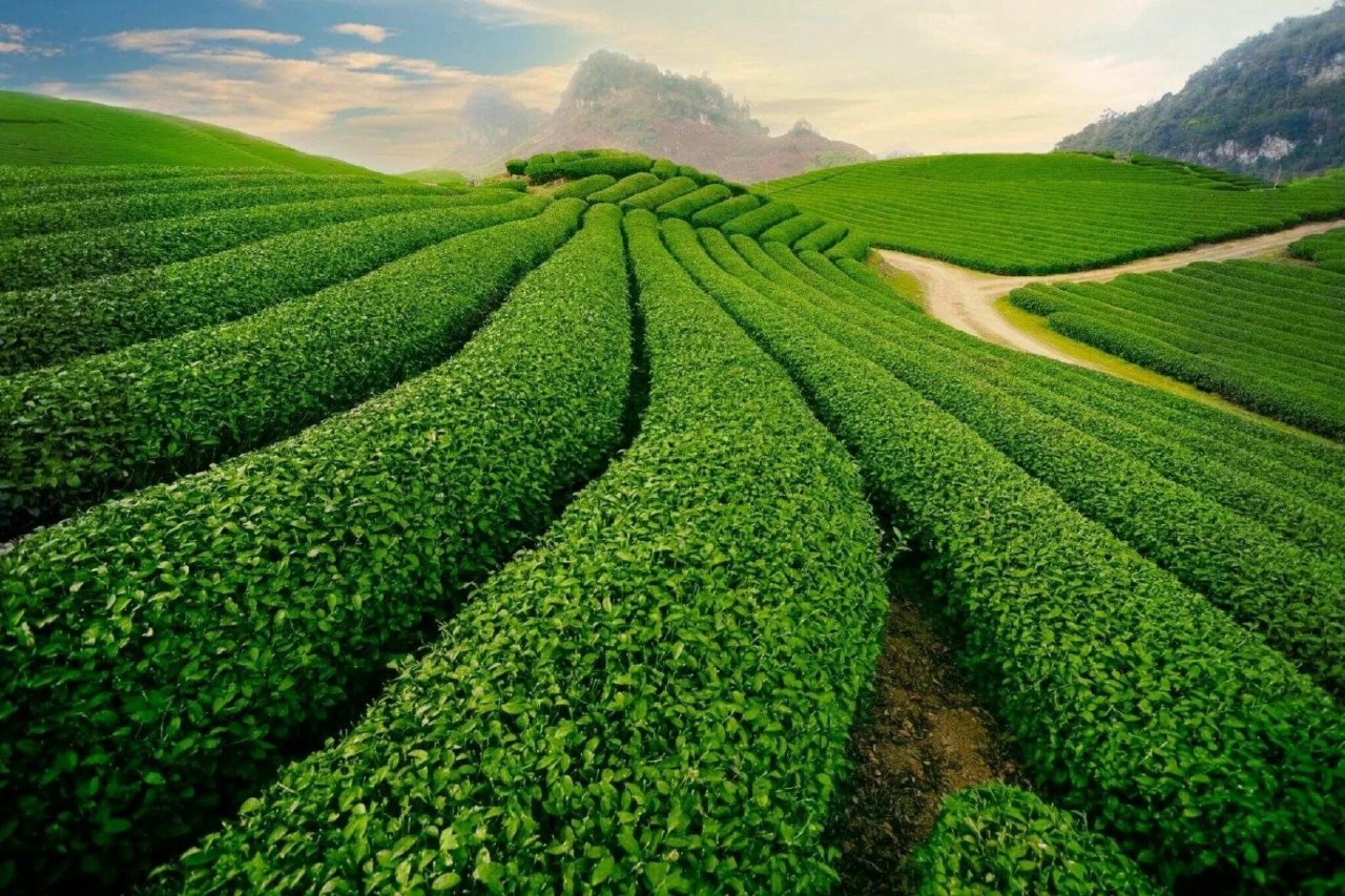 راهنمای خرید بهترین چای