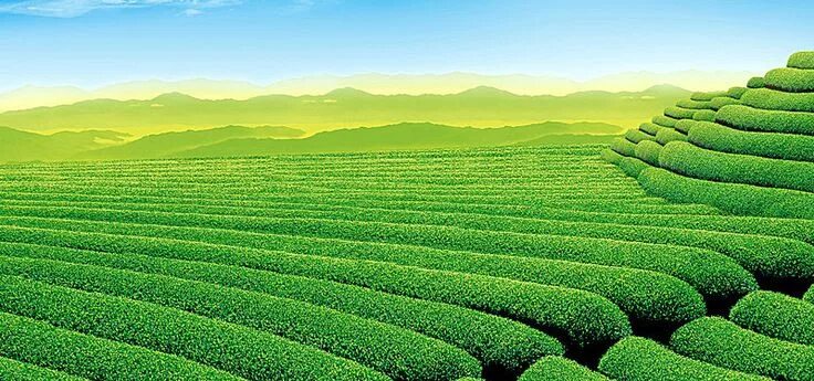 راهنمای خرید بهترین چای