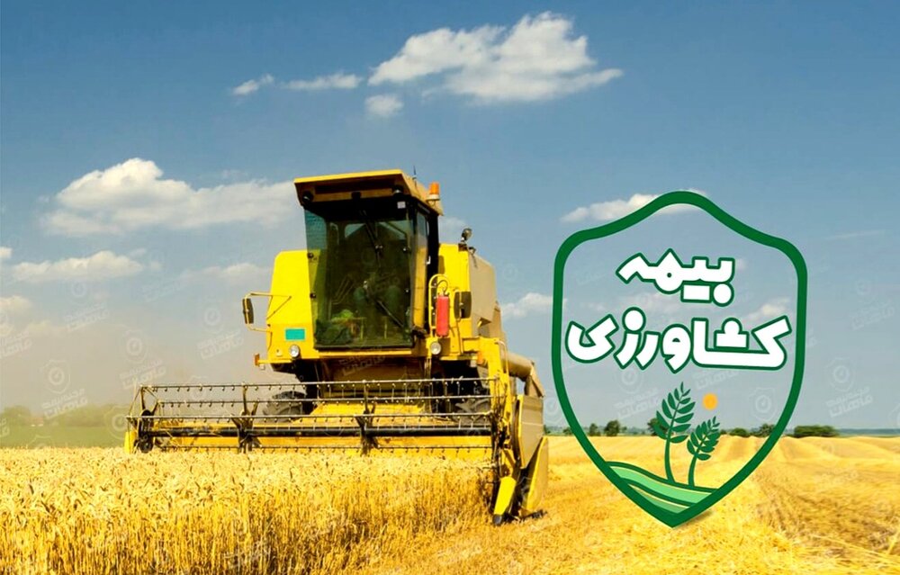 اجباری شدن بیمه گندم و دانه‌های روغنی در سال زراعی ۱۴۰۳-۱۴۰۴