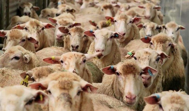 قیمت جدید دام زنده اعلام شد/ چرا قیمت گوشت قرمز تا به بازار برسد، دو برابر می‌شود؟
