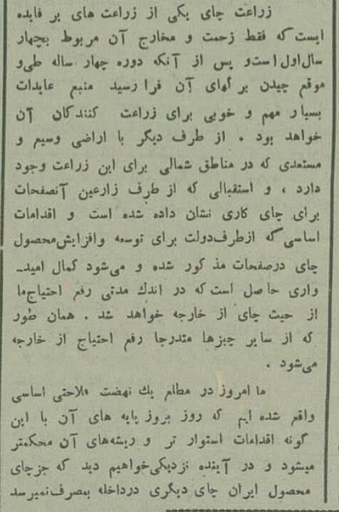 چای‌کاری در لاهیجان ۹۰ سال پیش/ عکس تاریخی