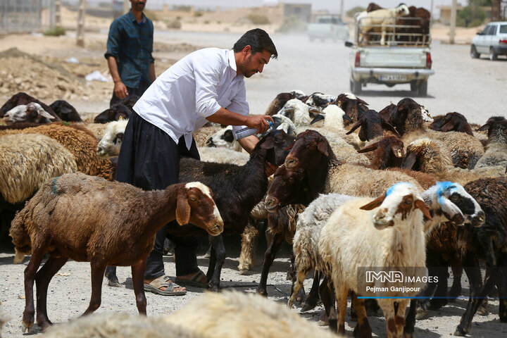قیمت جدید دام‌زنده ۵ اردیبهشت ۱۴۰۴ اعلام شد/ قیمت گوسفند و گوساله چقدر تغییر کرد؟ + جدول